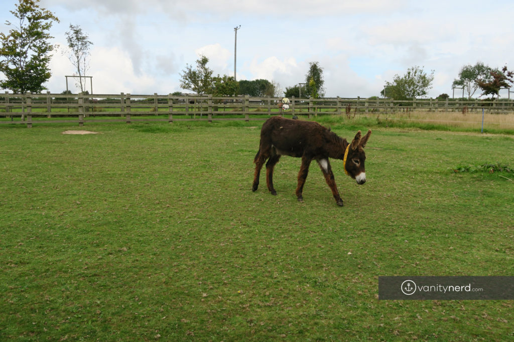 Donkey Sanctuary UK