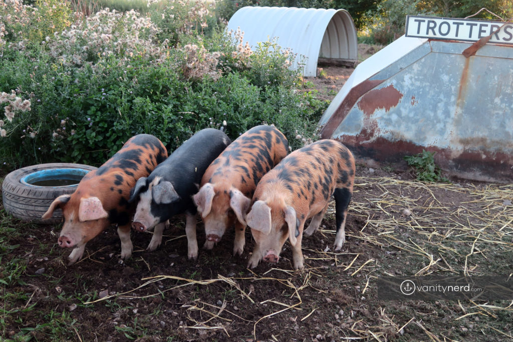 spillers farm pigs