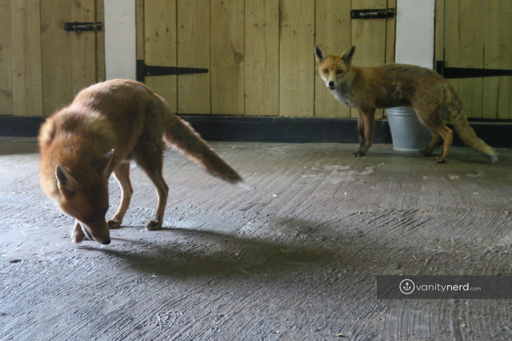 Feadon Farm Foxes