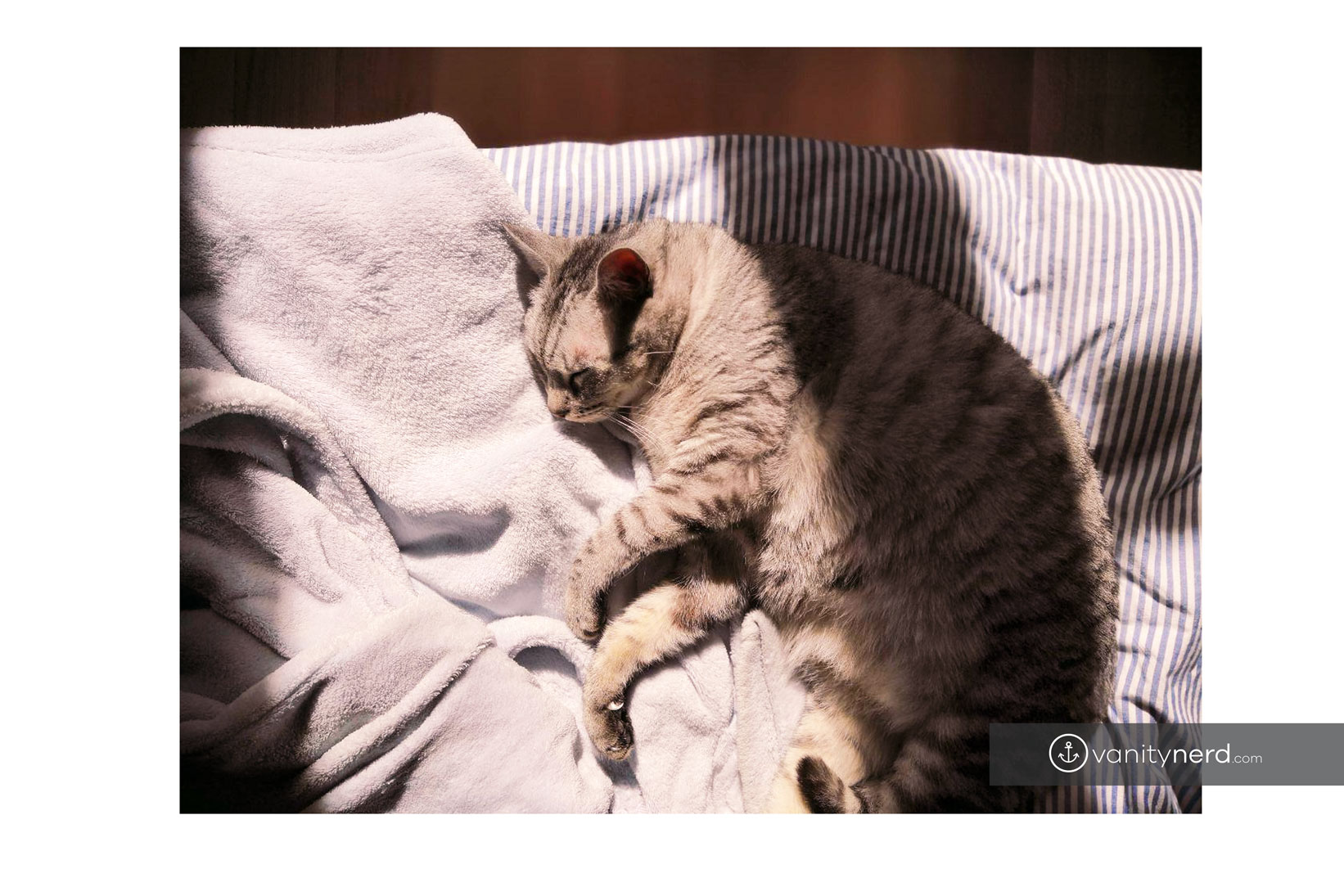ASMR gatto dorme
